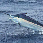 Black Marlin