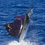 Sailfish