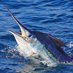 Striped Marlin