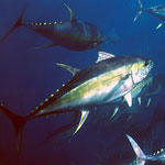 Yellow Fin Tuna